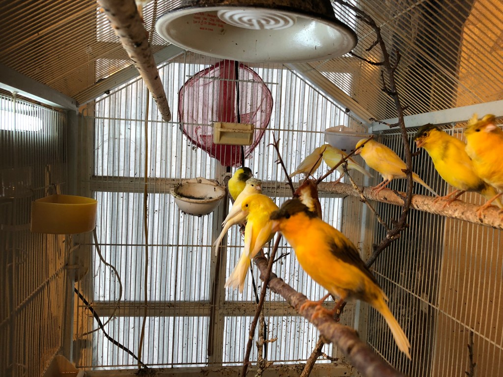 Several variations of canaries, both crested and traditional all perched upon two large wooden branches.