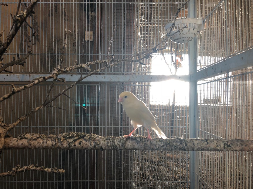Single white canary, perched on a wooden branch with the sun in the background.